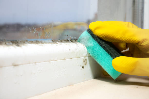 Mold Odor Removal Services in Goodman, MS